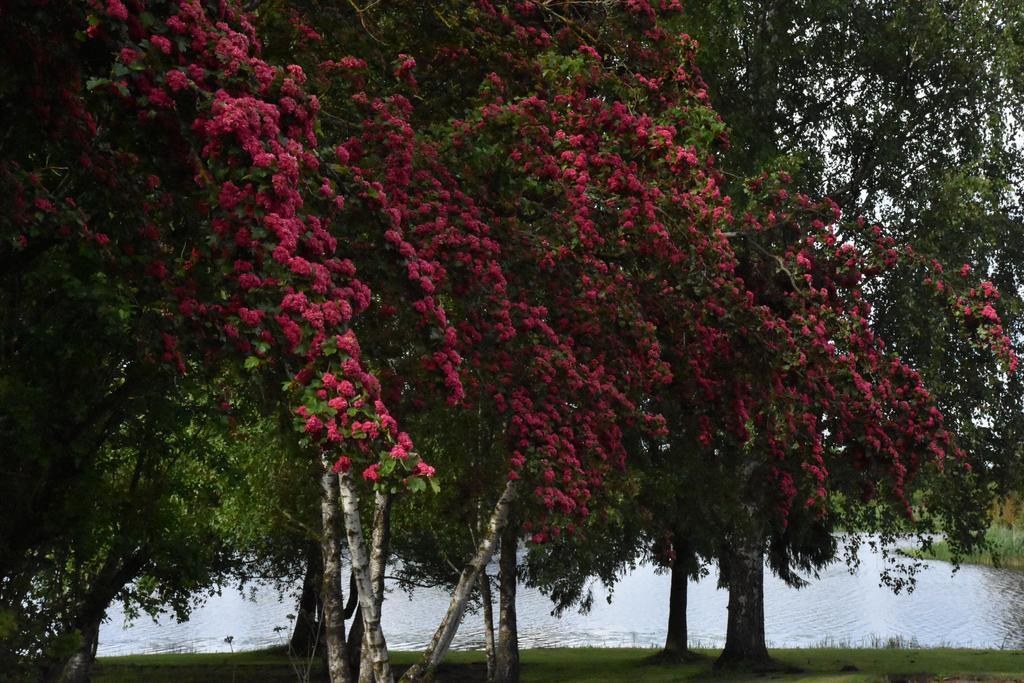 Ilmatsalu Motell Luaran gambar